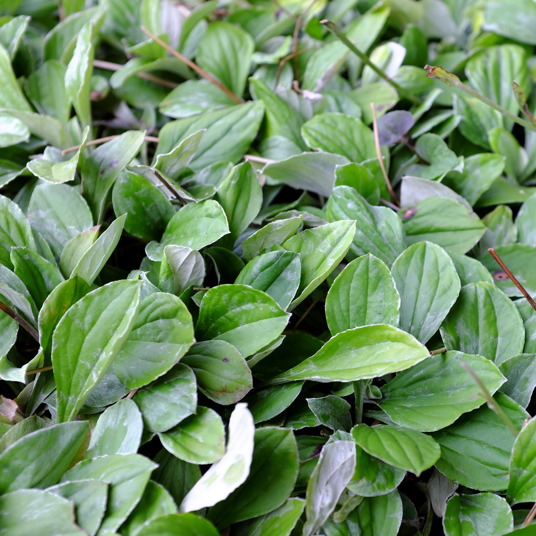 Antennaria plantaginifolia уход (почву, удобрение, обрезка) - PictureThis