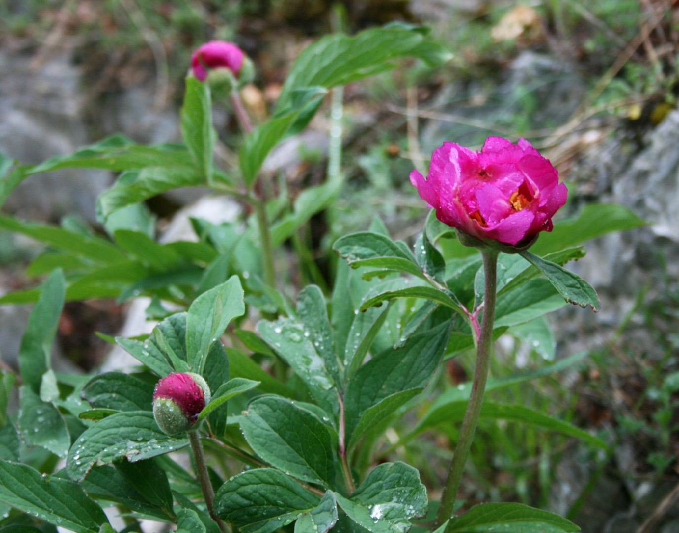 Peonía (Paeonia officinalis) - PictureThis