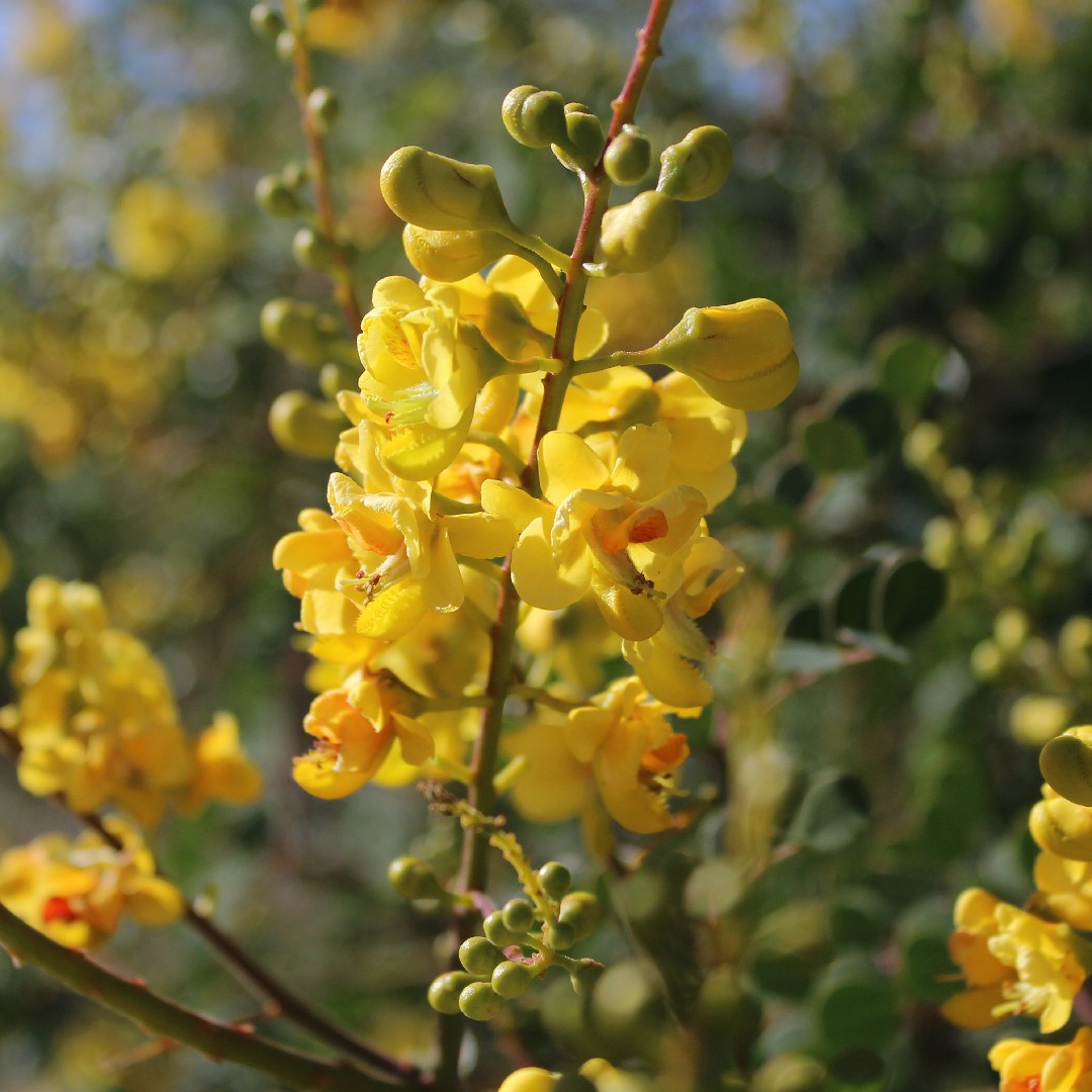 Caesalpinia mexicana PictureThis