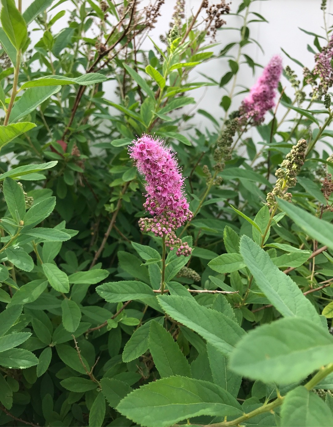 ホザキシモツケ（穂咲下野）の判定方法 (Spiraea salicifolia)