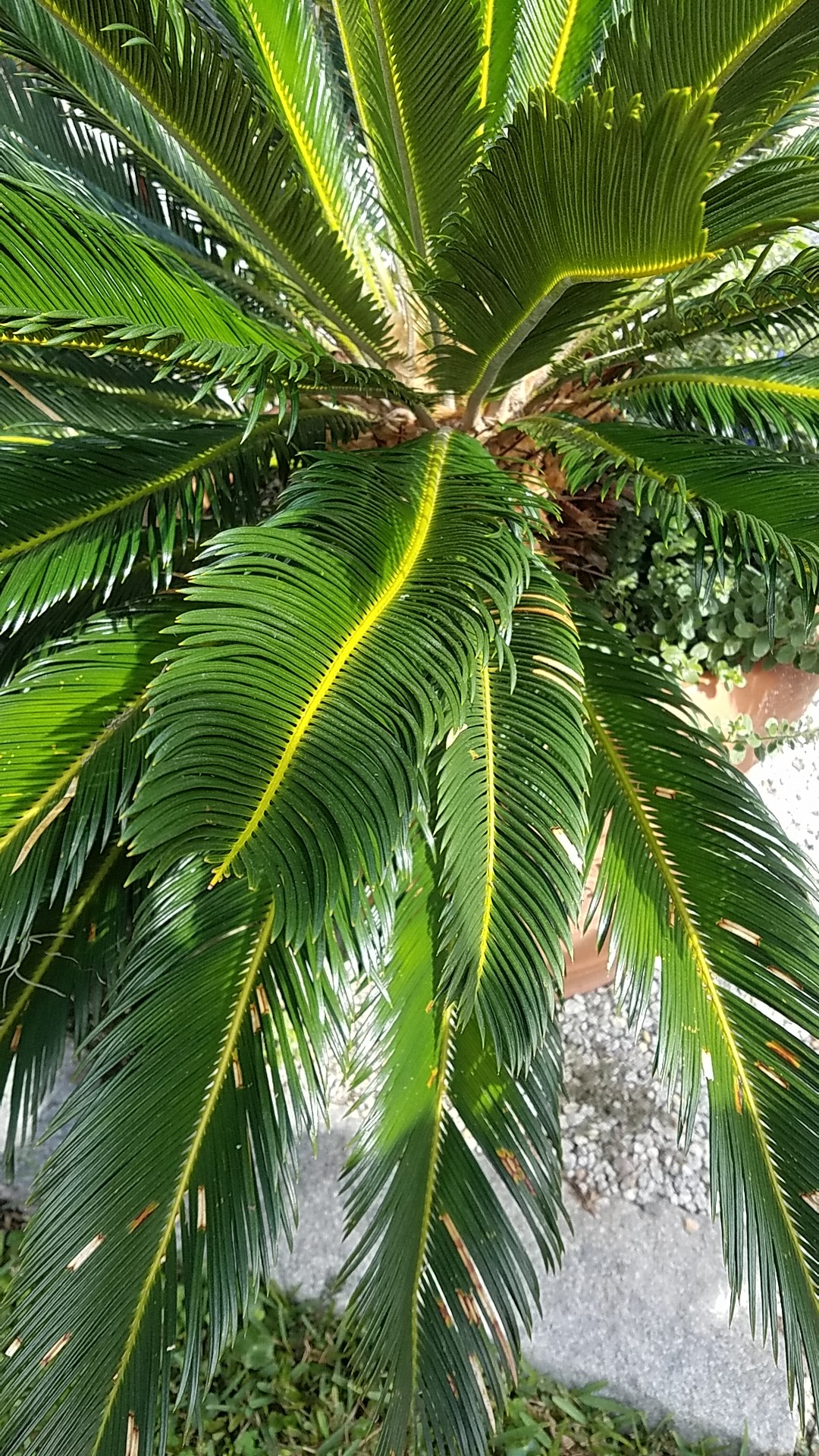 ソテツ（蘇鉄）の判定方法 (Cycas revoluta)