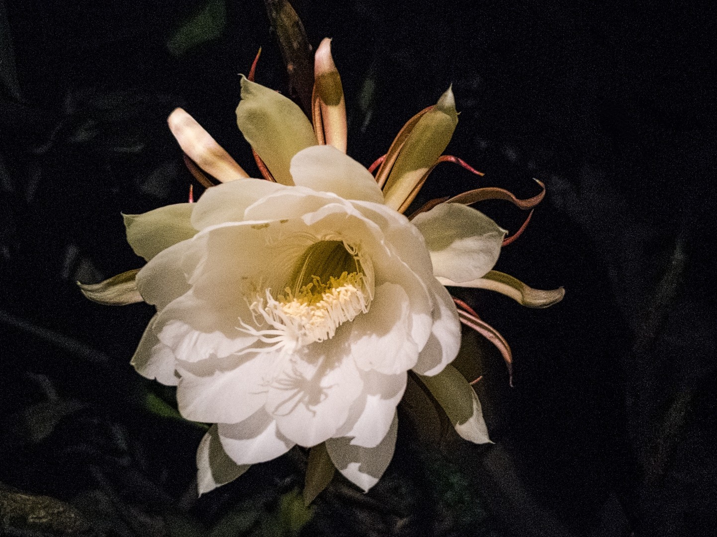 Dama da Noite: Significado, Como Cuidar e Plantar Essa Flor Encantadora