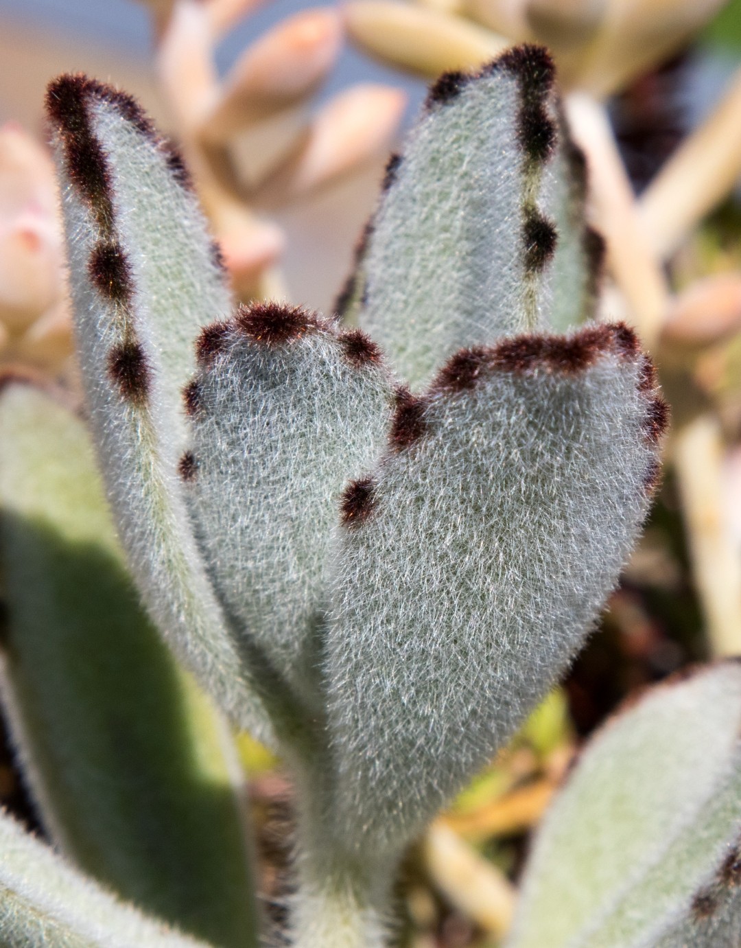 Kalanchoe tomentosa