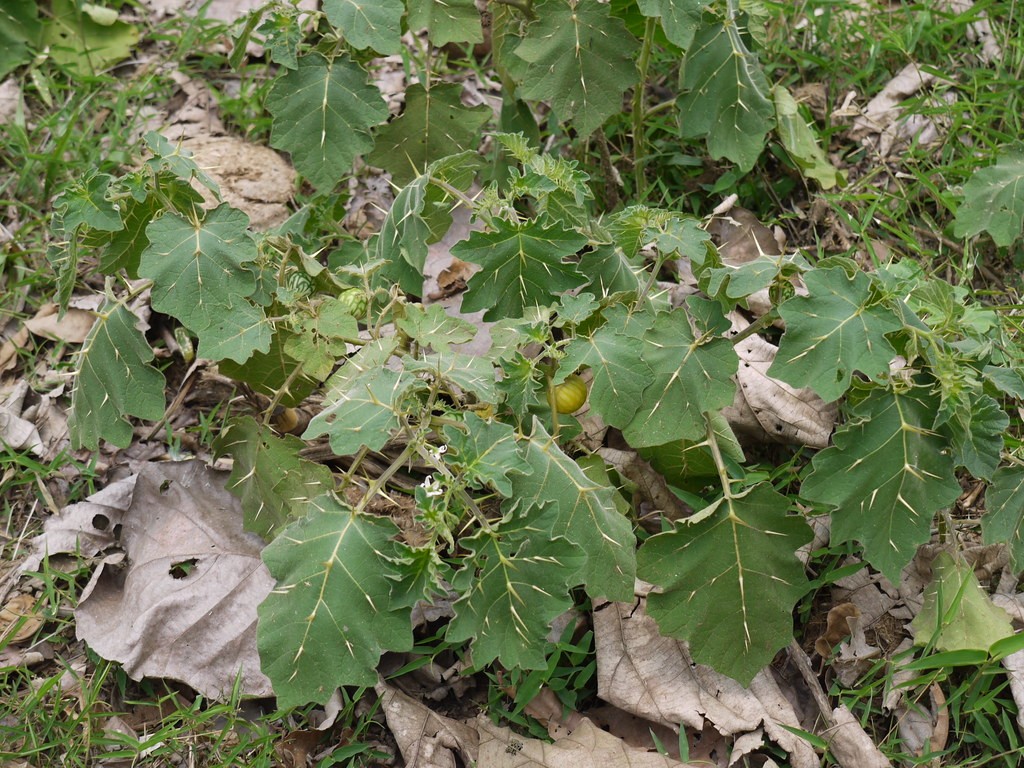 毛果茄 Solanum Viarum 照顧 繁殖 開花時間 Picturethis