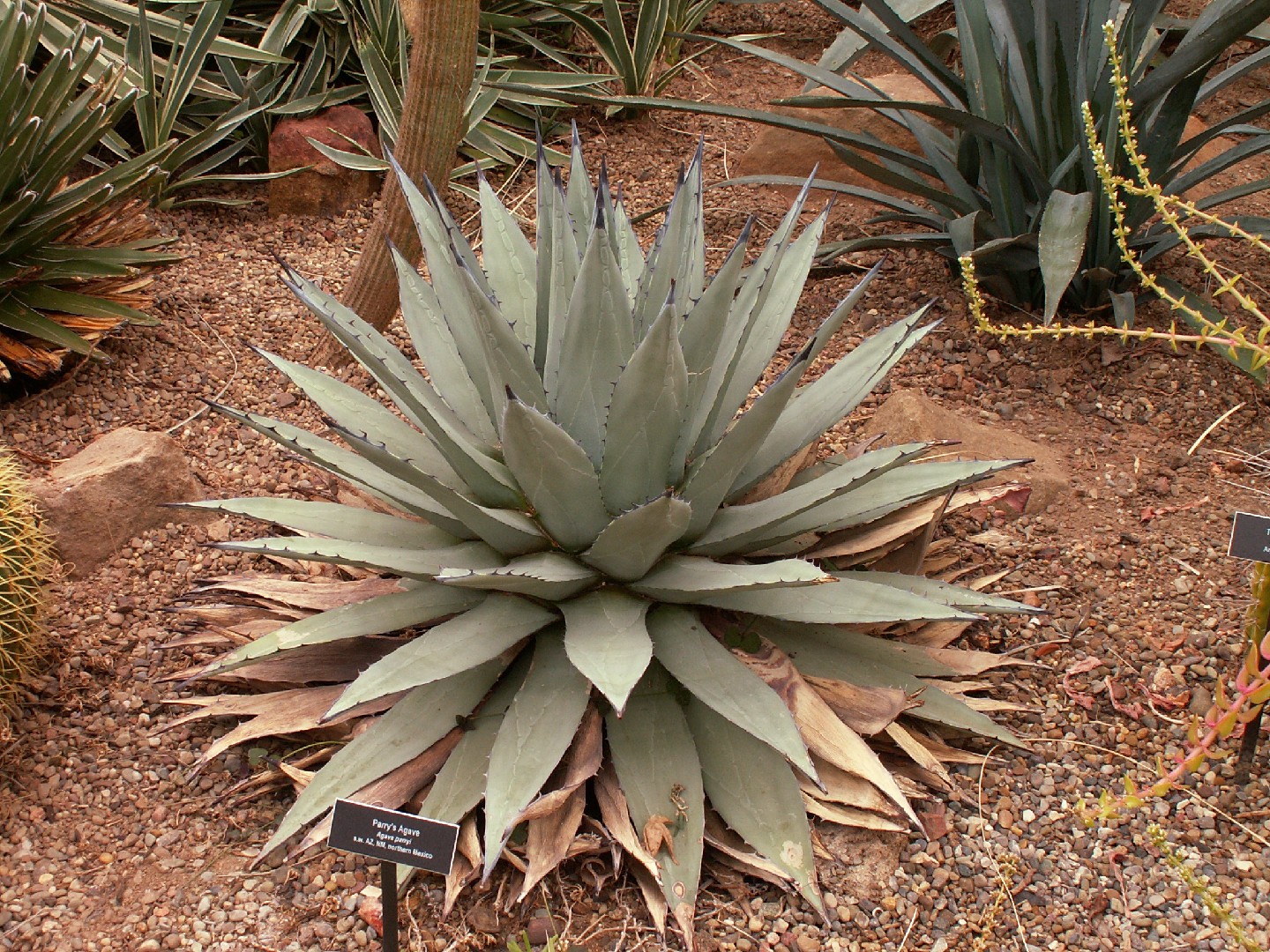 Агава Парри (Agave parryi) - PictureThis