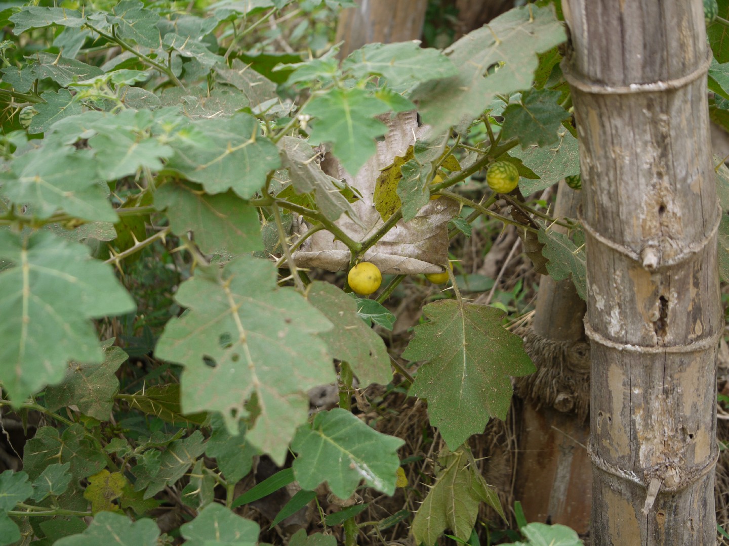 Solanum sisymbriifolium DSC09041(1) Planta do joá-bravo, j…