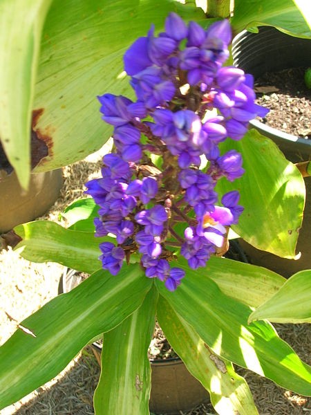 Blue ginger (Dichorisandra thyrsiflora) Flower, Leaf, Care, Uses ...