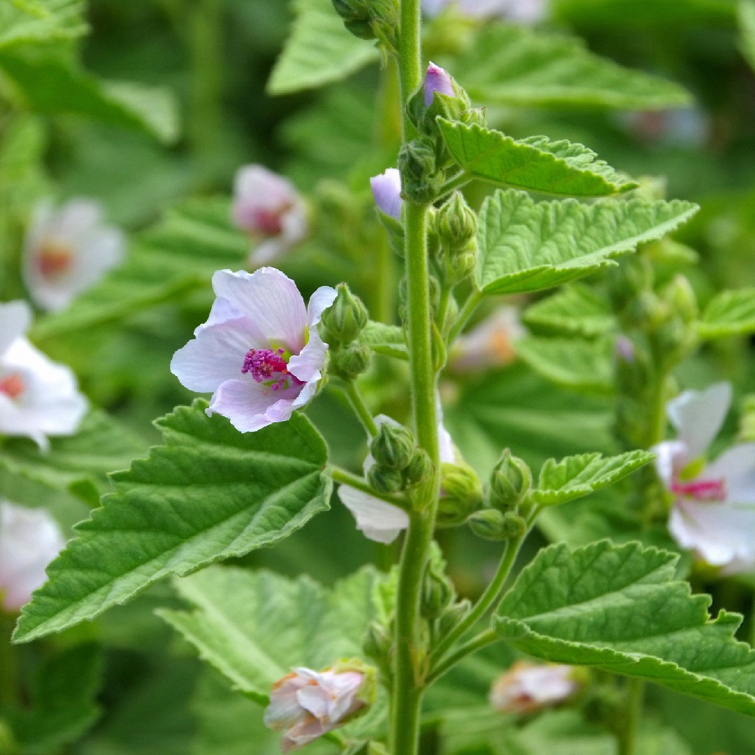 Алтей лекарственный (Althaea officinalis) - PictureThis