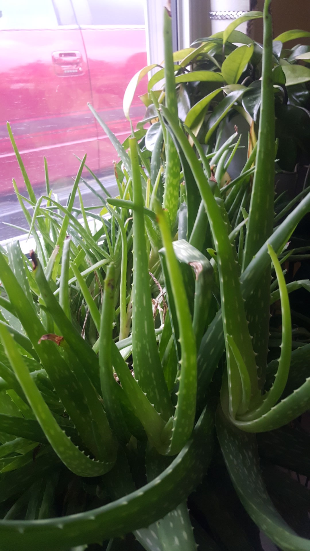 バルバドスアロエの判定方法 (Aloe vera)