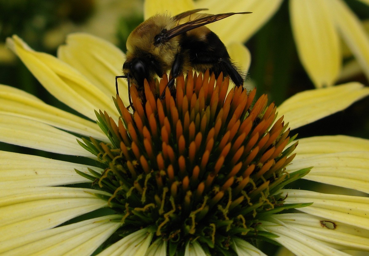 Echinacea paradoxa - PictureThis