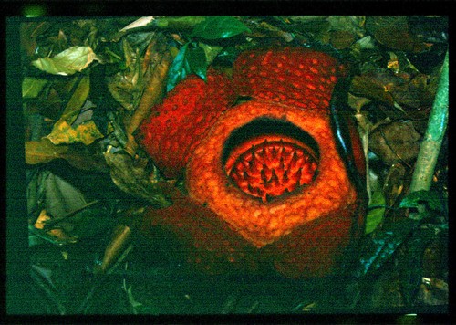 C Mo Cultivar Y Cuidar Una Rafflesia Tuan Mudae