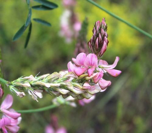 How to Plant and Grow Common sainfoin(Onobrychis viciifolia)