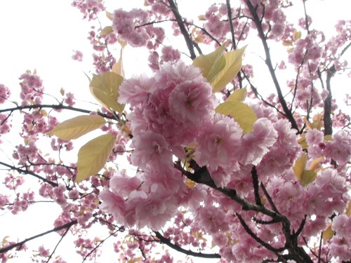 Cerezo del Japón (Prunus serrulata) - PictureThis