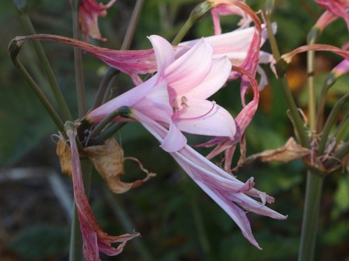 Azucena rosa (Amaryllis belladonna) - PictureThis