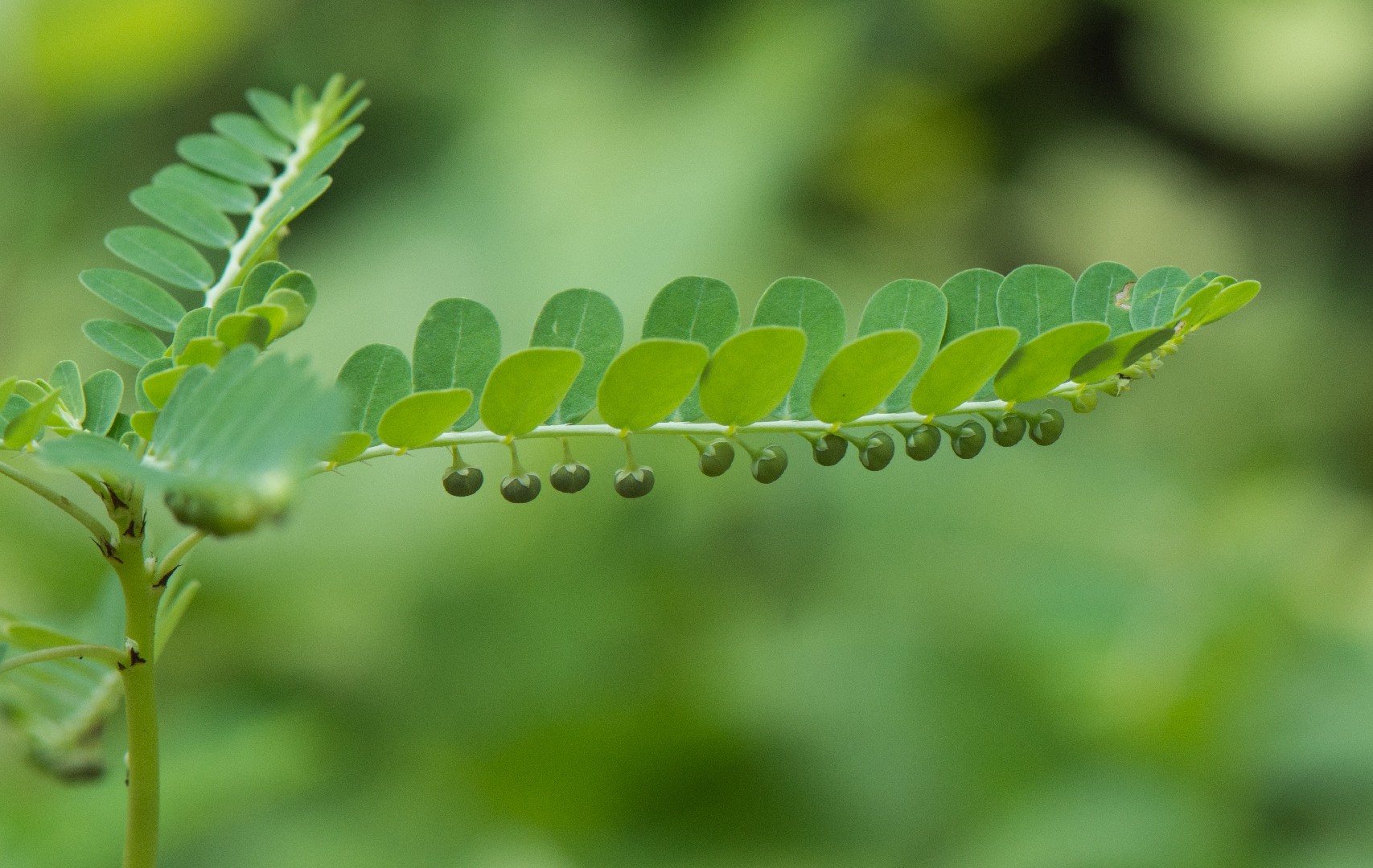 Phyllanthus Mirabilis