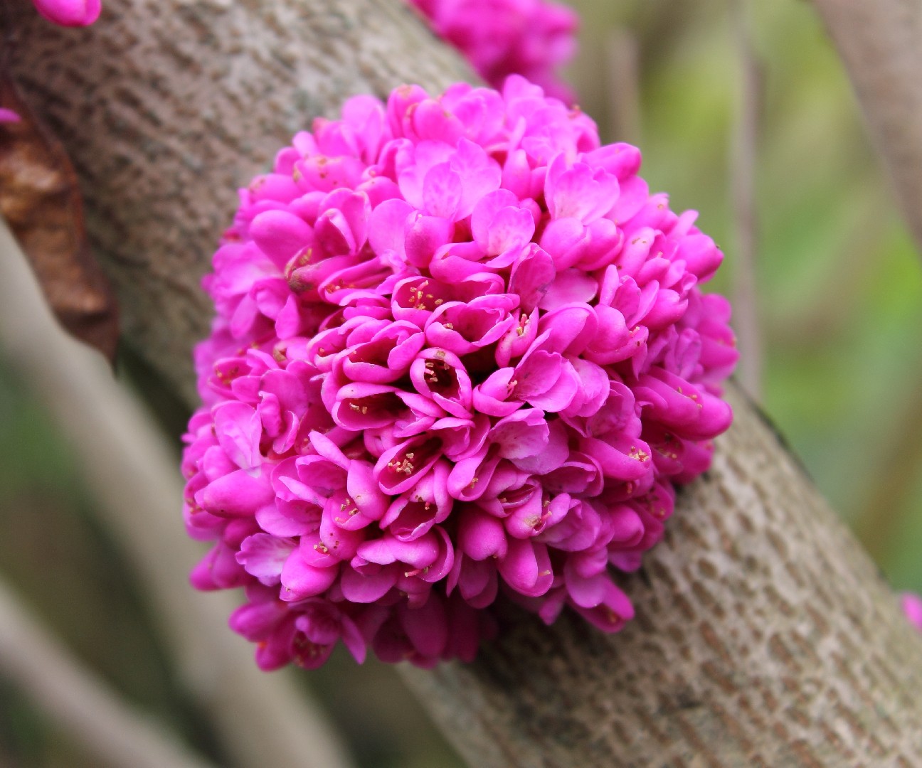 Cercis chinensis