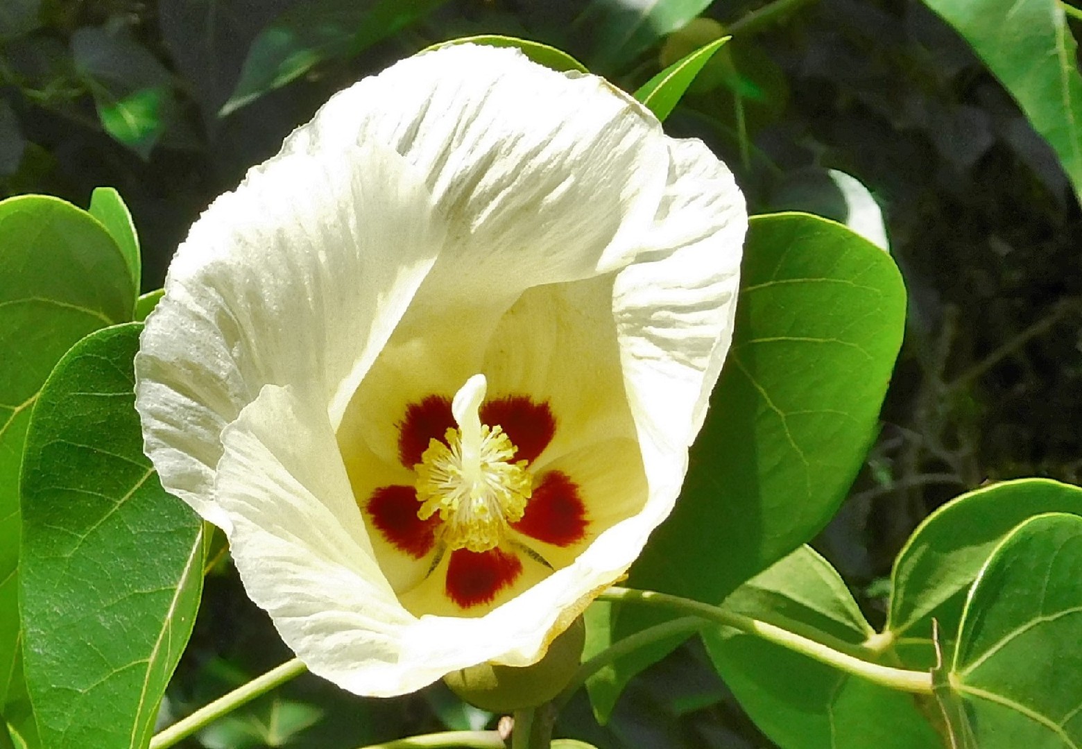Bois de rose d'Océanie (Thespesia populnea), proche de l'Hibiscus :  plantation, entretien