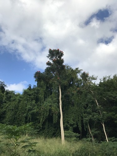 Tulipán africano (Spathodea campanulata) - PictureThis