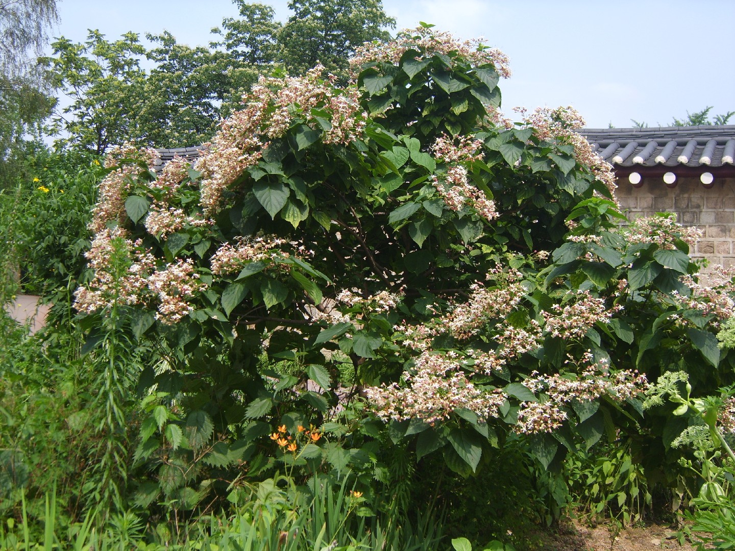 Клеродендрум трёхвильчатый (Clerodendrum trichotomum) - PictureThis