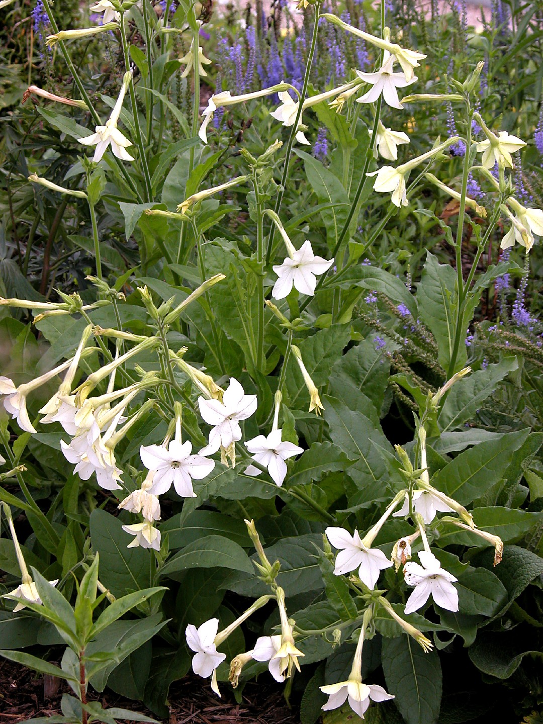 Табак крылатый (Nicotiana alata) - PictureThis