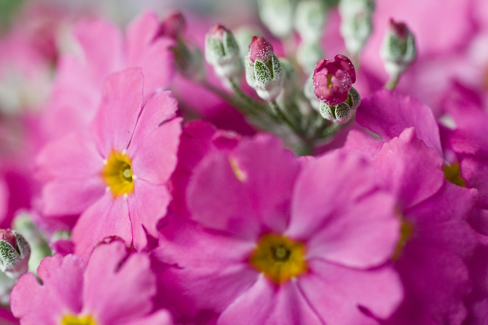 Primula sieboldii - PictureThis