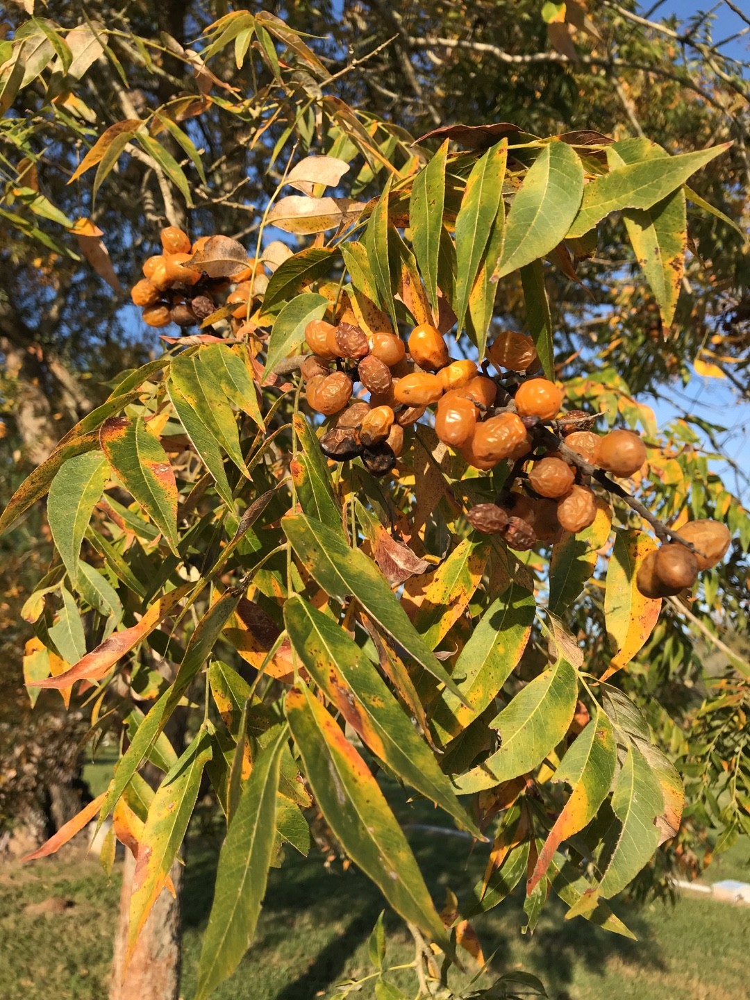 Мыльный орех (Sapindus mukorossi) - PictureThis