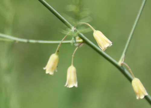 Garden asparagus (Asparagus officinalis) Flower, Leaf, Care, Uses -  PictureThis