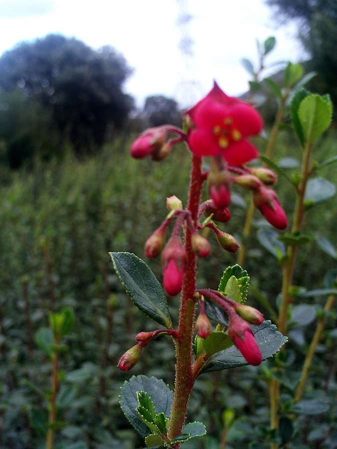 Red Claws (Escallonia rubra) 