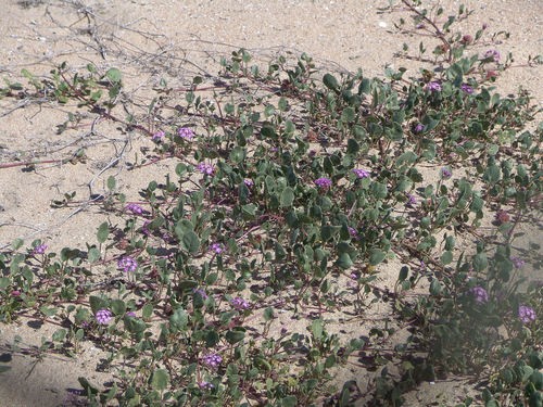 Abronia umbellata - Wikipedia