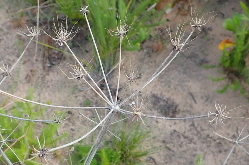 Annesorhiza (Annesorhiza)
