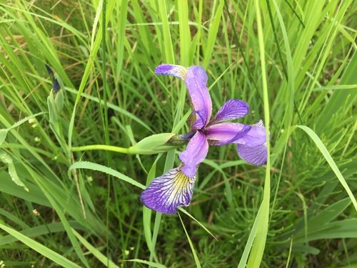 Ирис Iris versicolor