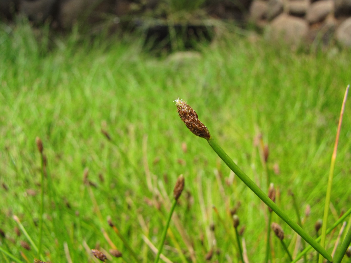 Blunt spikerush (Eleocharis obtusa) Flower, Leaf, Care, Uses - PictureThis