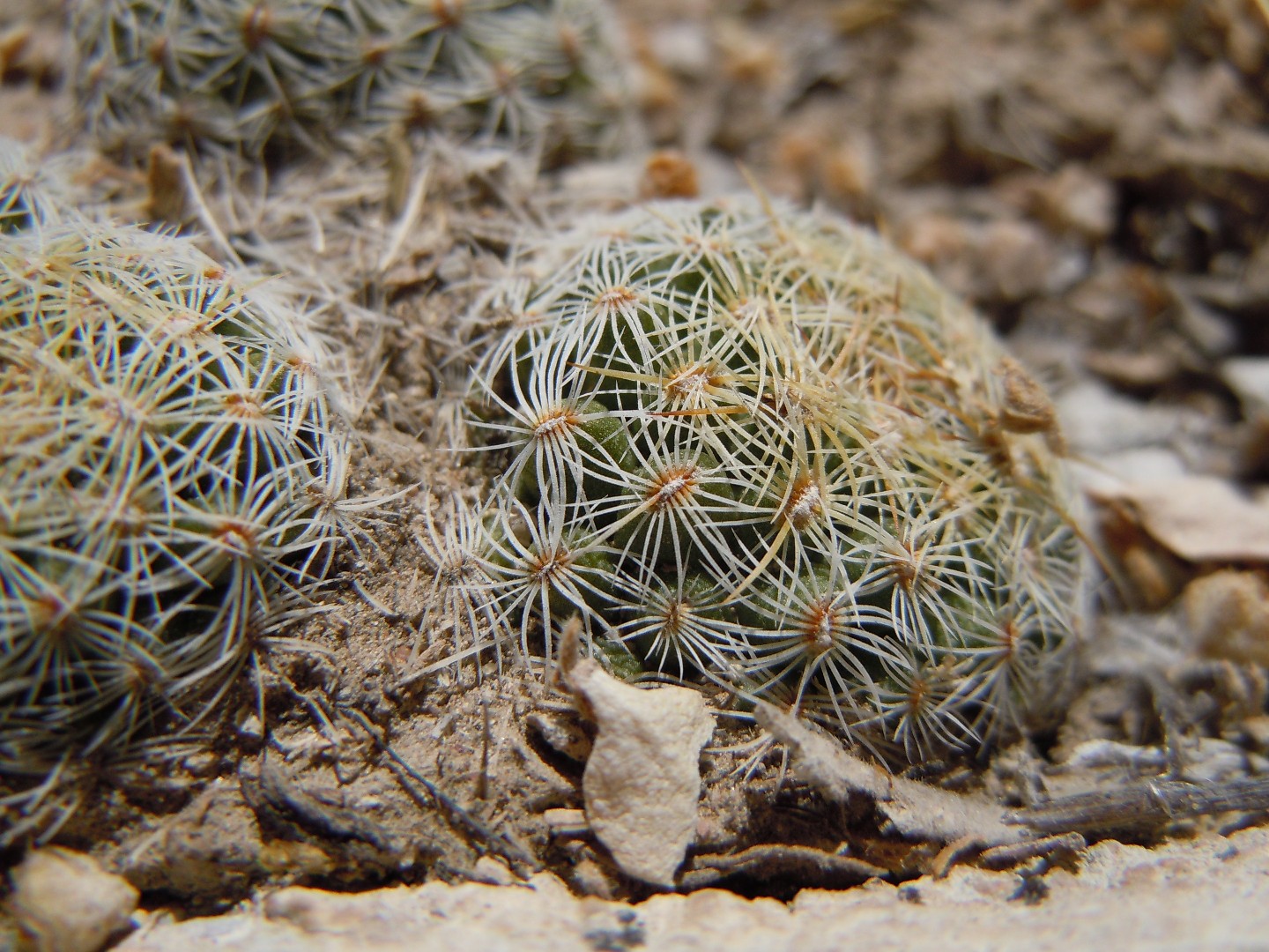 Coryphantha neglecta