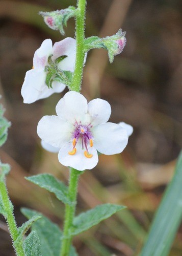 Verbascum blattaria