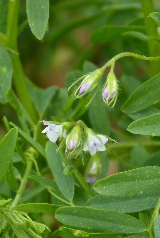 Lentille cultivée — Wikipédia