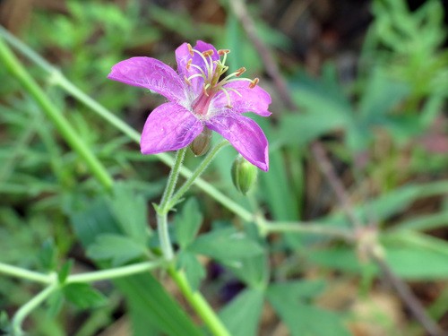 Geranium Face Cream – Puddlemudsoapery