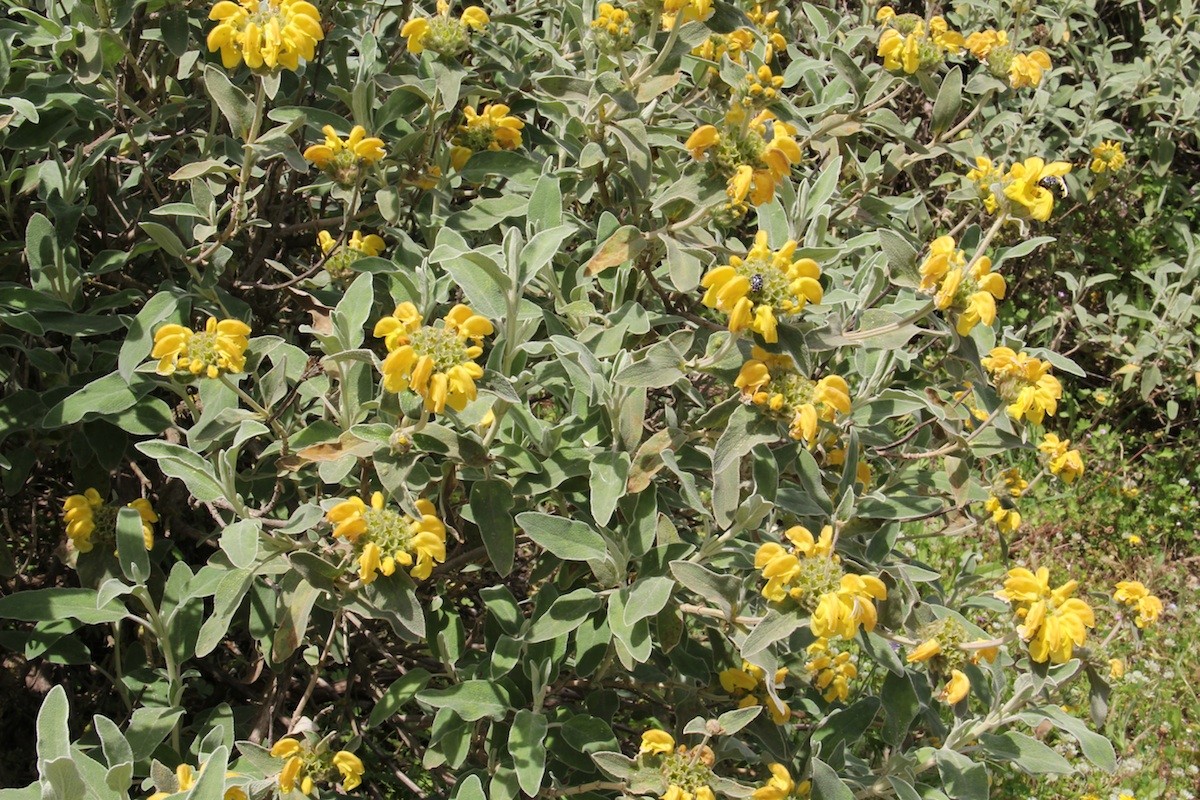 エルサレムセージ (Phlomis fruticosa) 花言葉，毒性，よくある質問 - PictureThis