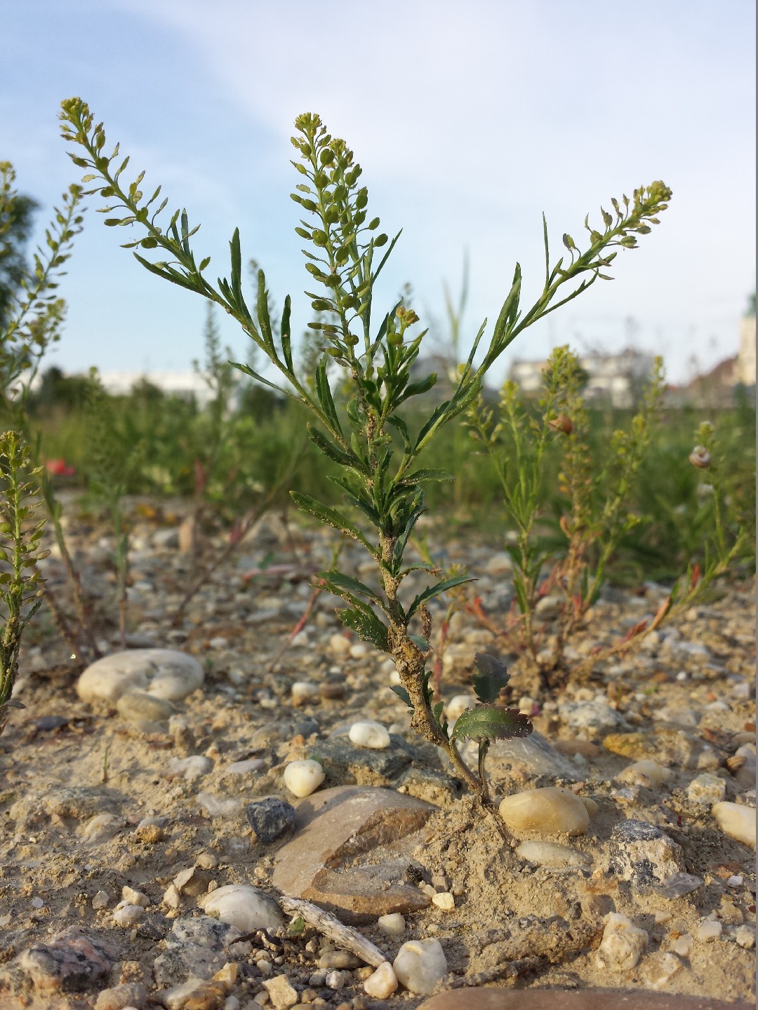 Клоповник безлепестный – Lepidium densiflorum Schrad.