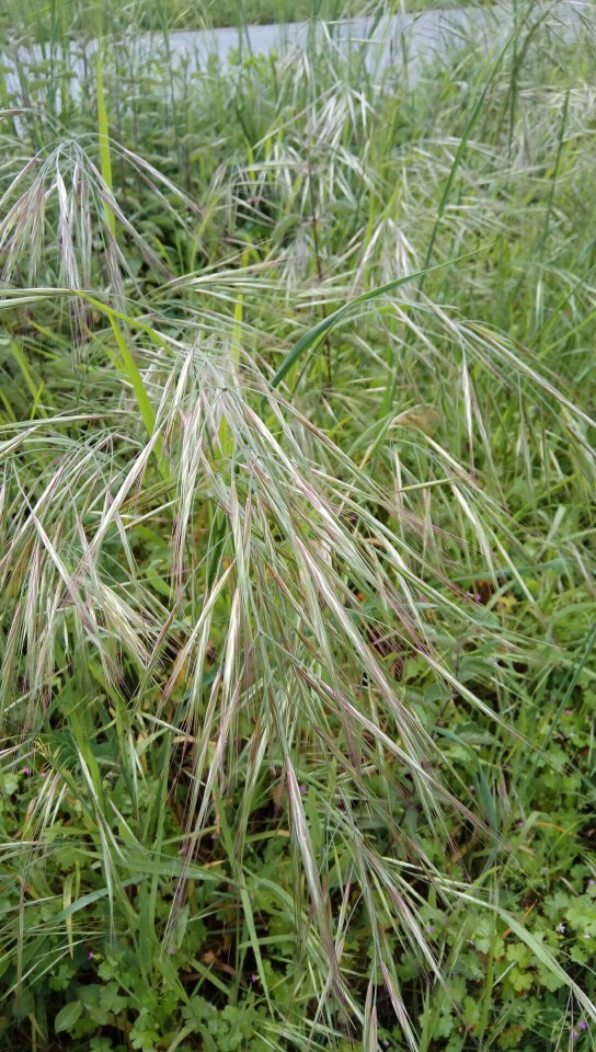 Brome Grass (Bromus) - Great Basin Seeds
