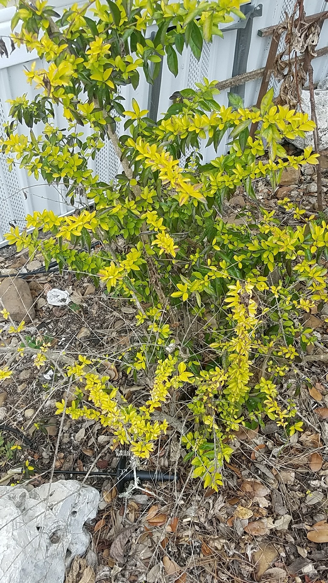 チョウセンレンギョウ 朝鮮蓮翹 朝鮮連翹 Forsythia Koreana 花言葉 学名 よくある質問 Picturethis