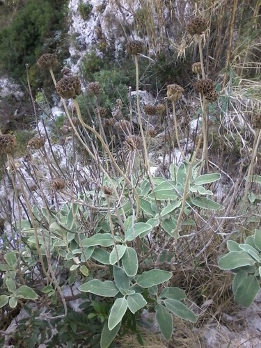 エルサレムセージ (Phlomis fruticosa) 花言葉，毒性，よくある質問 - PictureThis