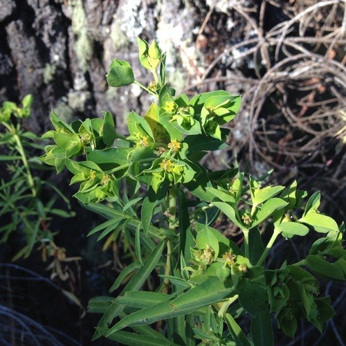 especie invasora frondosa spurge