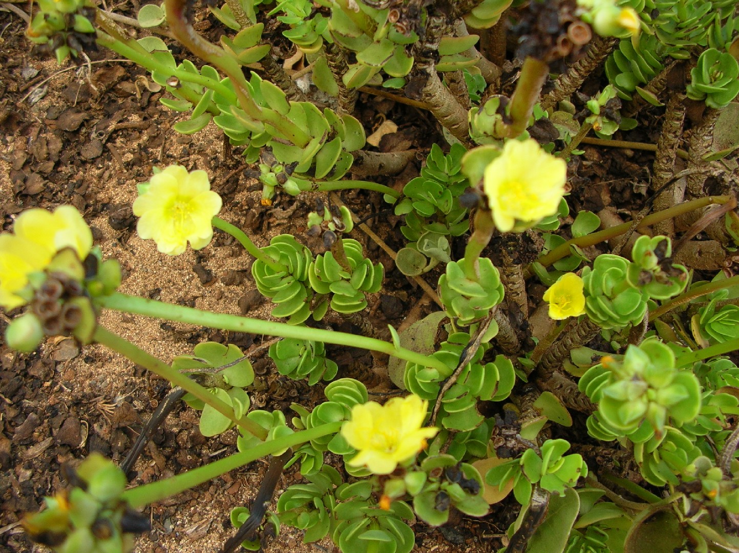 Портулак молокинийский (Portulaca molokiniensis) - PictureThis