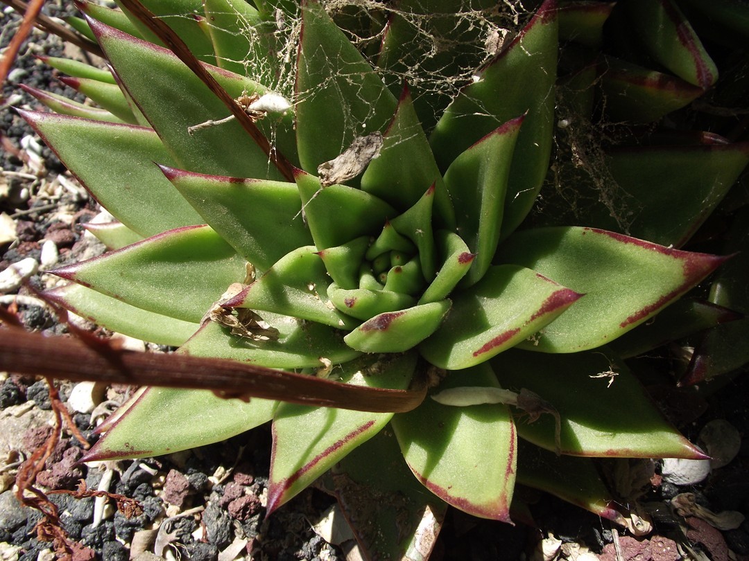 エケベリア・アガボイデス (Echeveria agavoides) 花言葉，毒性，よくある質問 - PictureThis