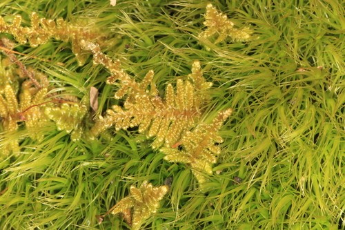 Brocade Moss (Hypnum Imponens) Live Moss for Terrarium Vivarium Riparium  Kokedama