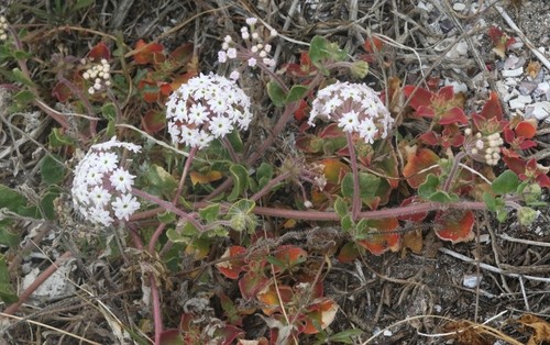 Abronia umbellata - Wikipedia