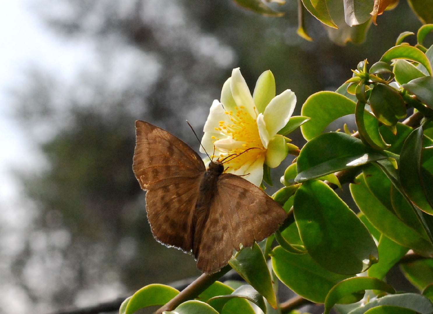 Переския шиповатая (Pereskia aculeata) - PictureThis