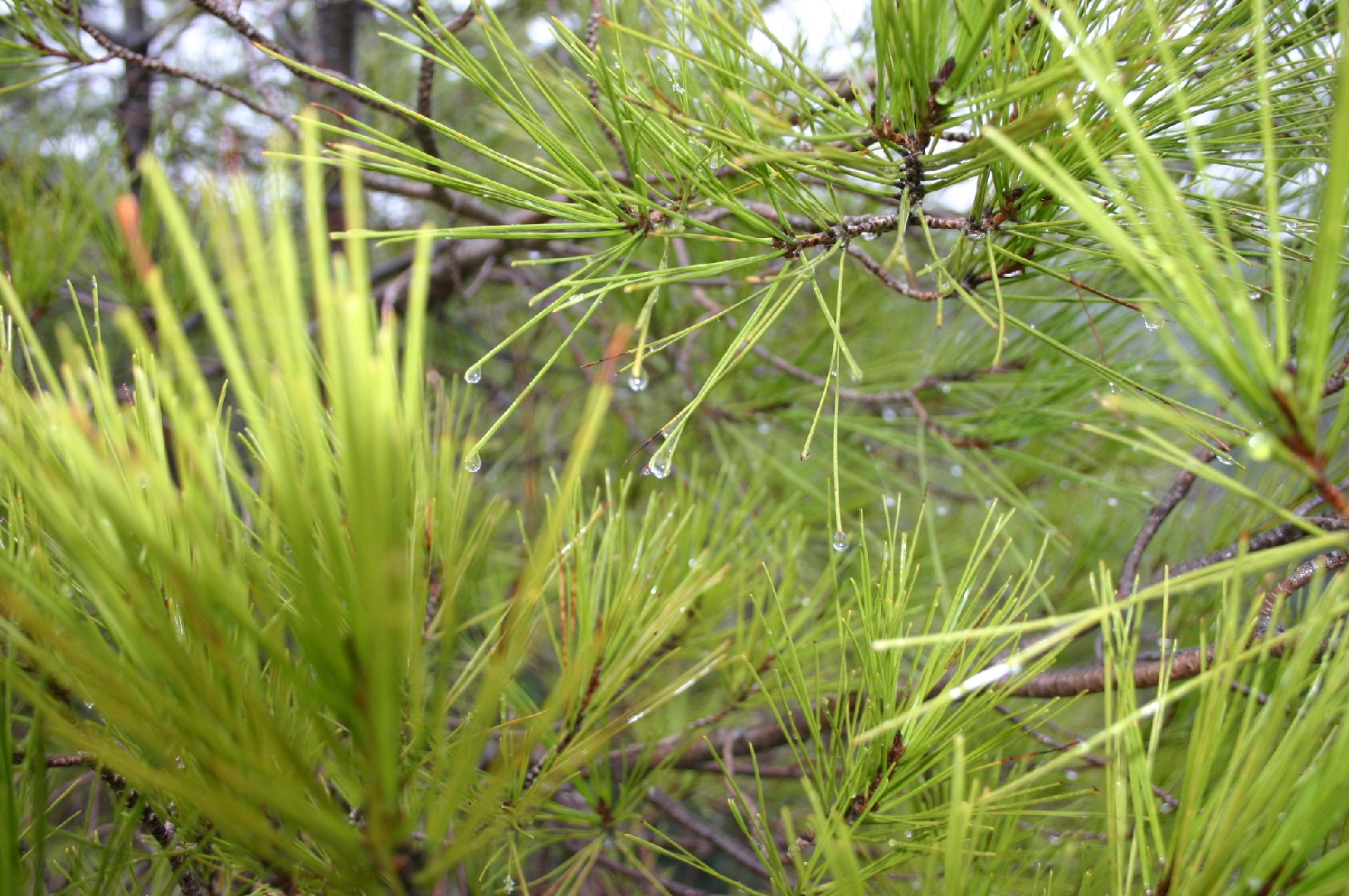 Сосна калабрийская (Pinus brutia) - PictureThis