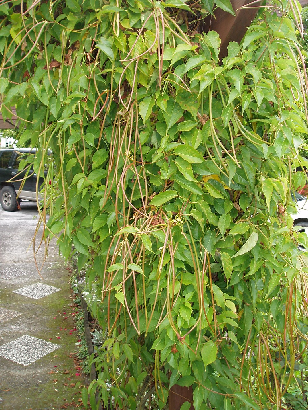 Jazmín de Chile (Mandevilla laxa) - PictureThis