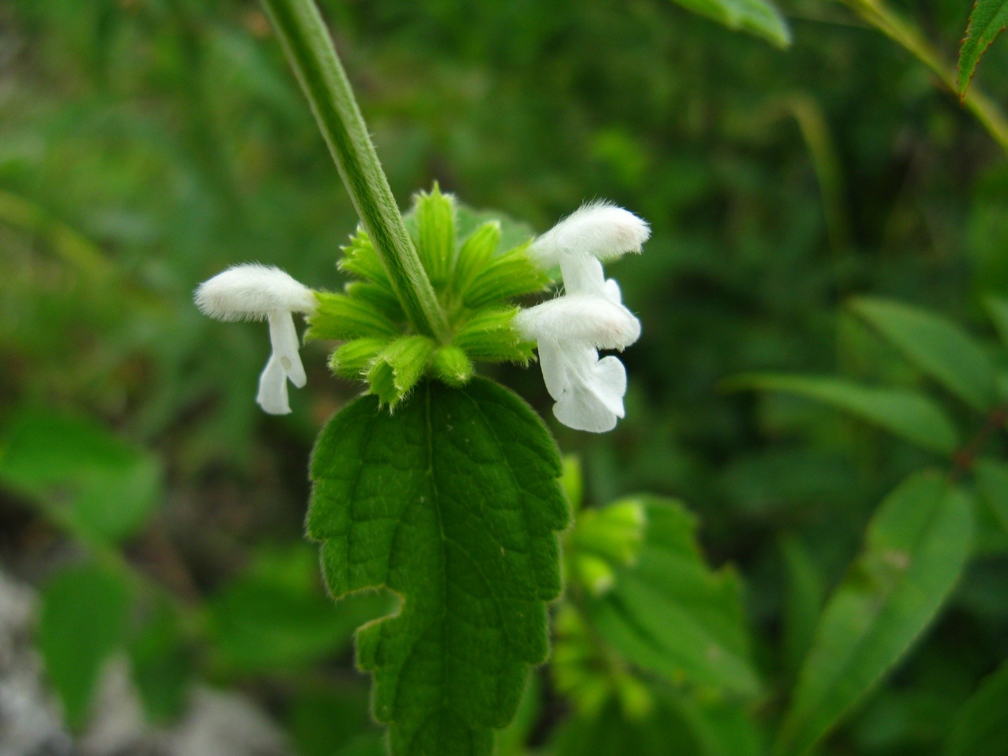 Leucas Decemdentata Var Decemdentata Leucas Decemdentata Var Decemdentata Picturethis